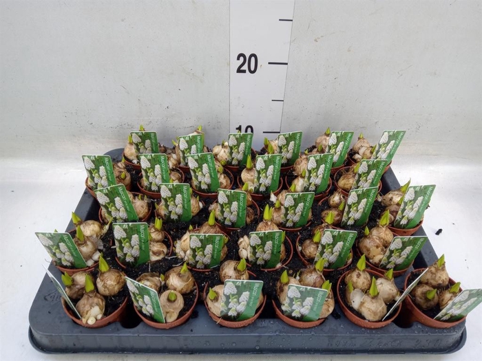<h4>Muscari  'Magic White'</h4>