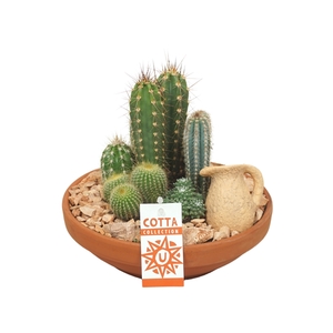 Cactus arrangement in 24 cm 'Terracotta Schaal'