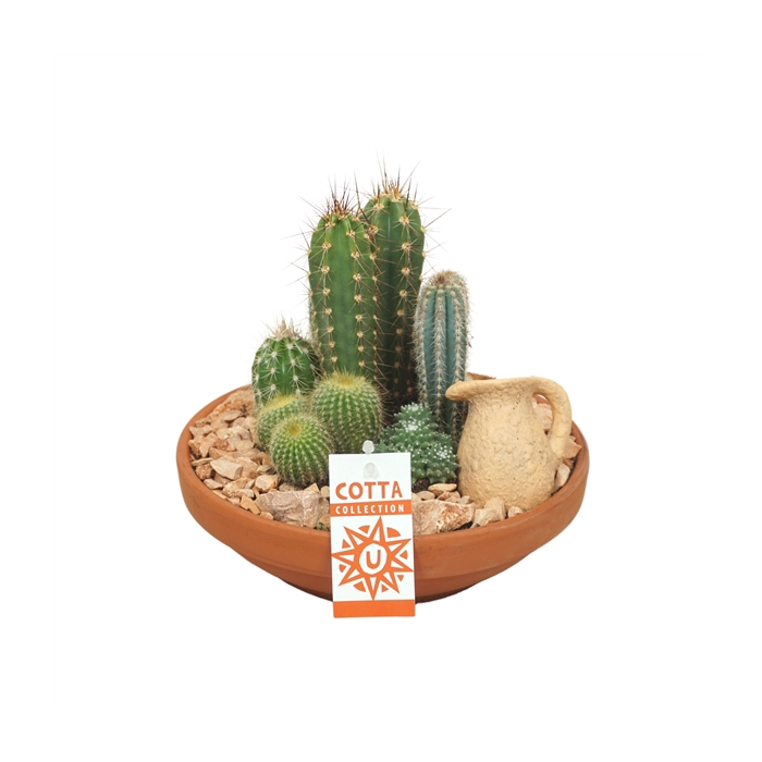 <h4>Cactus arrangement in 24 cm 'Terracotta Schaal'</h4>