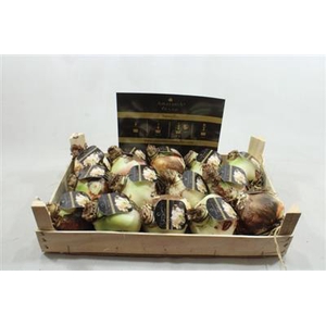 AM BOL WHITE AMADEUS 32/34 ETIKET!!