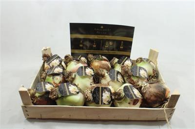 <h4>AM BOL WHITE AMADEUS 32/34 ETIKET!!</h4>