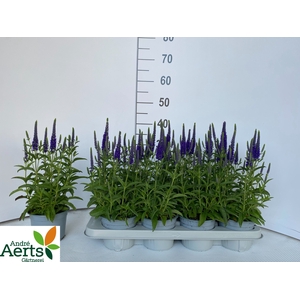 VERO SPICATA
