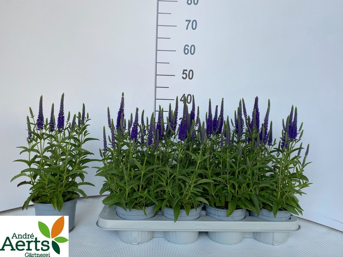 <h4>VERO SPICATA</h4>