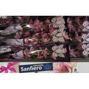 CYMB T ELLIO RO C290