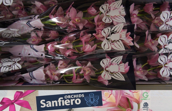 <h4>CYMB T ELLIO RO C290</h4>