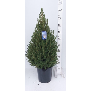 PICEA GL CONICA
