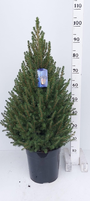 <h4>PICEA GL CONICA</h4>