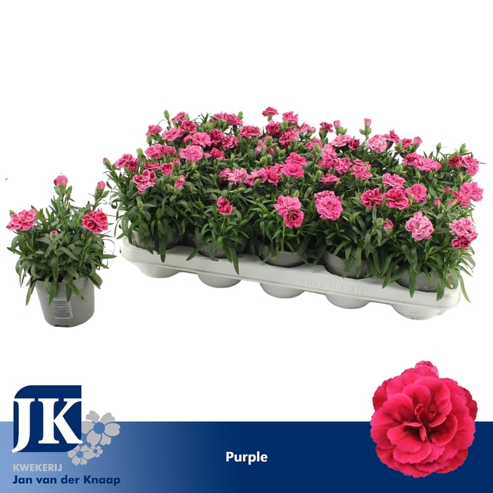 <h4>Dianthus Super Trouper Oscar</h4>