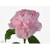 Paeonia Sweet Sixteen