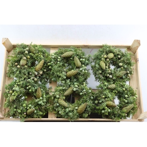 Wr Jeneverbes Pinea 20cm