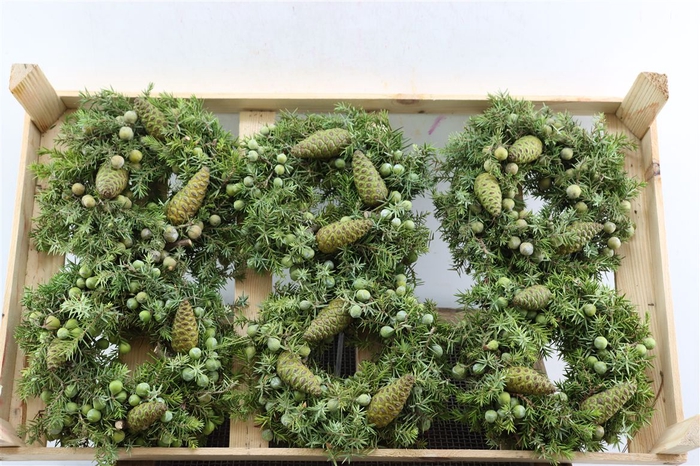 <h4>Wr Jeneverbes Pinea 20cm</h4>