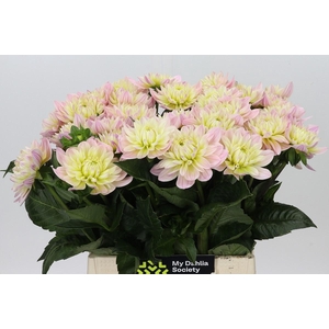 Dahlia Dianas Memory