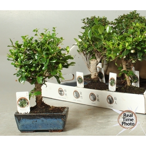 BONSAI GEM