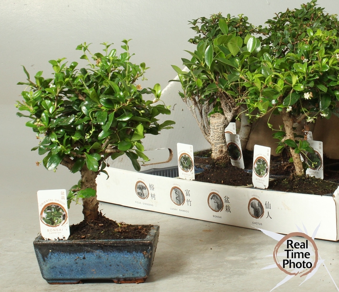 <h4>BONSAI GEM</h4>