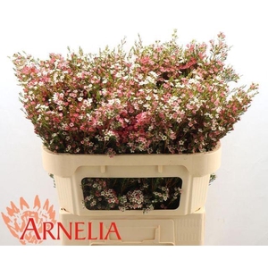 CHAME UN MY SWEET 16