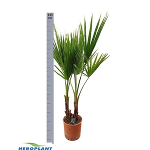 Washingtonia Filifera 26Ø 145cm