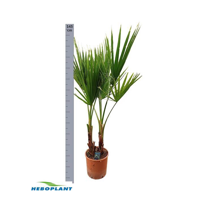 <h4>Washingtonia Filifera 26Ø 145cm</h4>