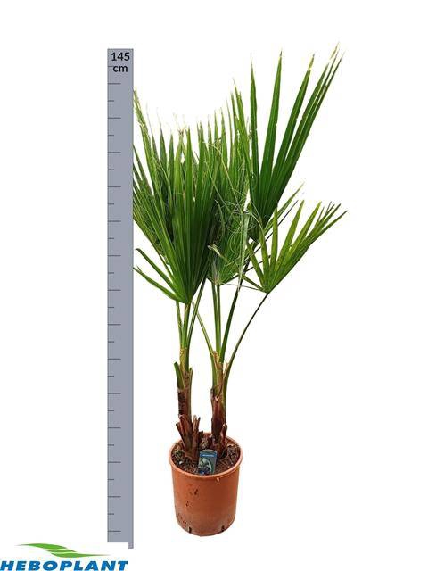Washingtonia Filifera 26Ø 145cm
