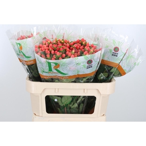 Hyp Mag Roy Princess