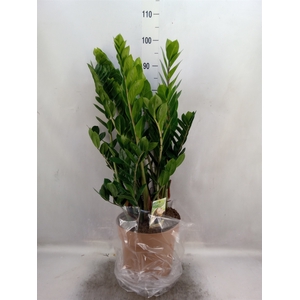 Zamioculcas zamiifolia