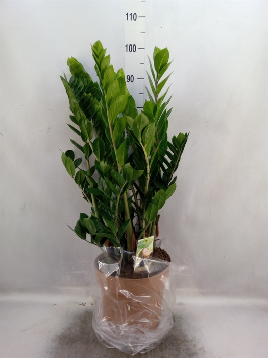 <h4>Zamioculcas zamiifolia</h4>