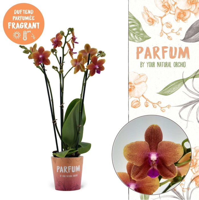 <h4>Parfum | Bolgheri | Phalaenopsis 4 spike</h4>
