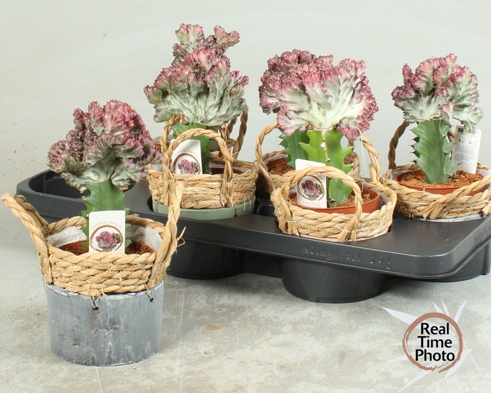 <h4>EUPHOR LAC CRISTATA</h4>