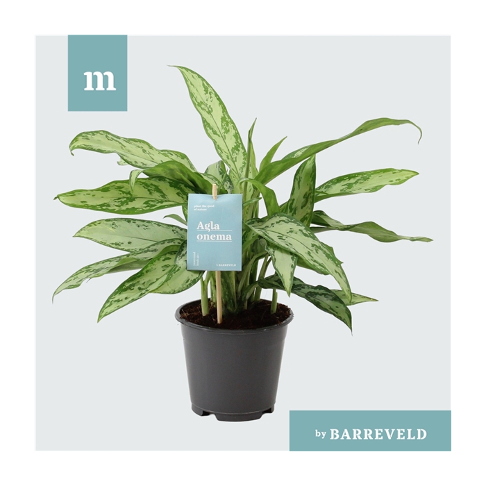 <h4>Green Agla 'Silver Queen' (Aglaonema)</h4>