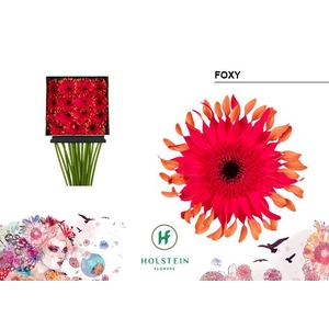 Gerbera large flowered curl-shaped Big Gerpasta Foxy