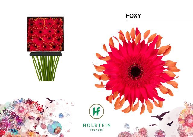 <h4>Gerbera large flowered curl-shaped Big Gerpasta Foxy</h4>