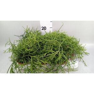 Rhipsalis heteroclada