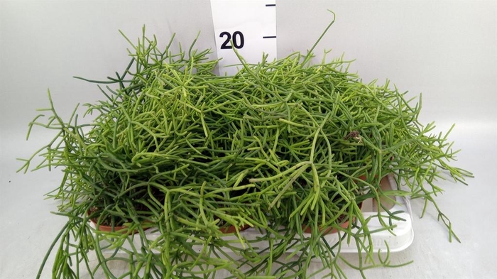 <h4>Rhipsalis heteroclada</h4>