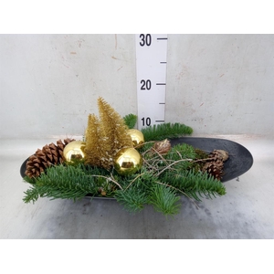 Arr.  Hippeastrum  L%