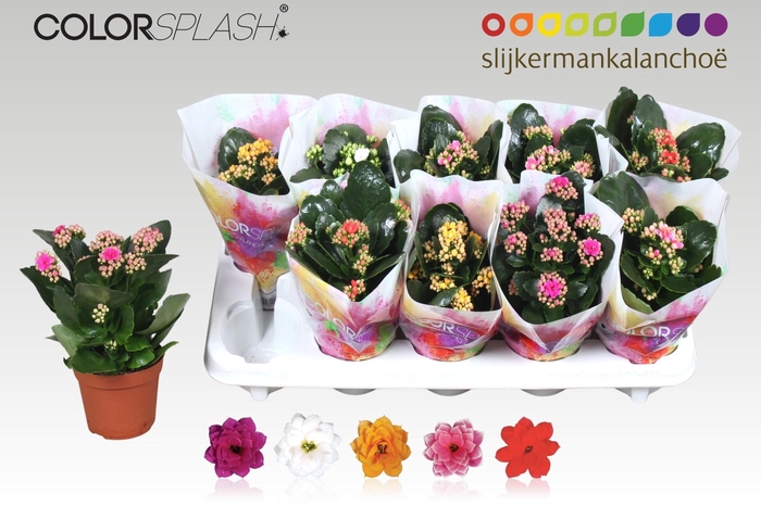 <h4>KAL GE GEM 5 KL</h4>