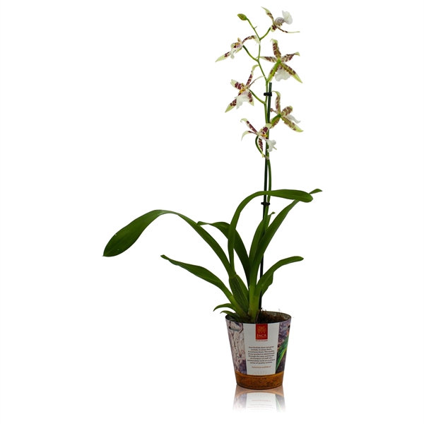 <h4>Inca Cambria Renaissance White 1 spike in Jungle cover</h4>