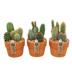 Arr.  Cactus L%