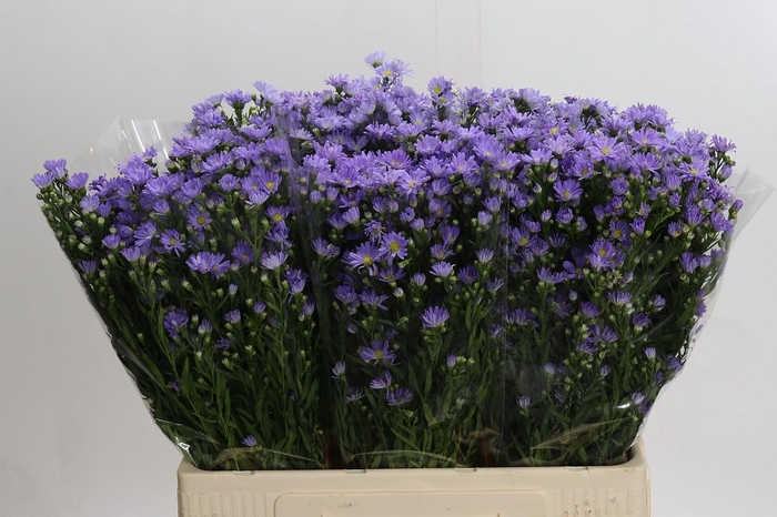 <h4>Aster Cassandra</h4>