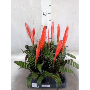 Vriesea  'Era'