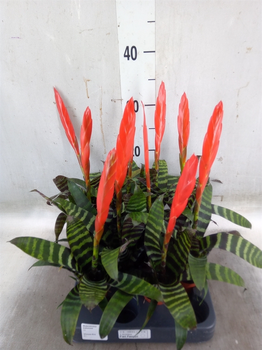<h4>Vriesea  'Era'</h4>
