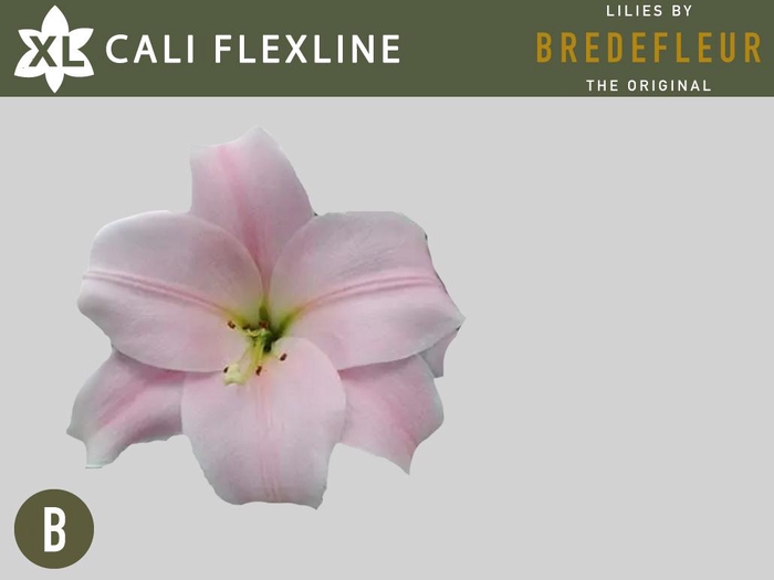 <h4>LI LO CALI FLEXLINE</h4>