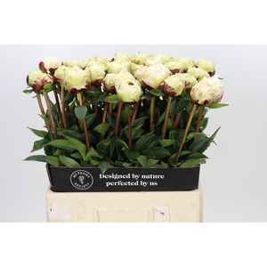Paeonia Class Act