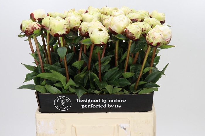 Paeonia Class Act