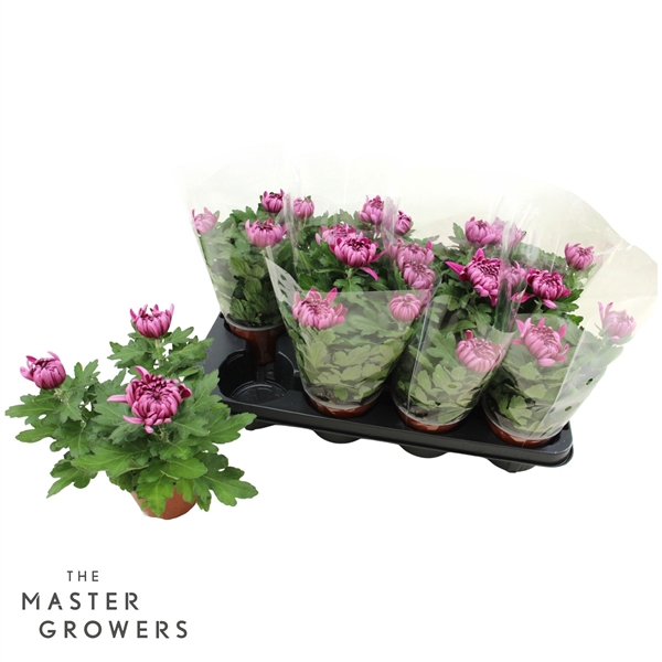 <h4>Deco Chrysant Cosmo Paars 12cm 3pp</h4>