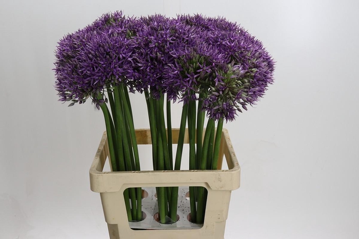<h4>Allium Jackpot</h4>