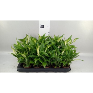 Spathiphyllum  'Chopin'