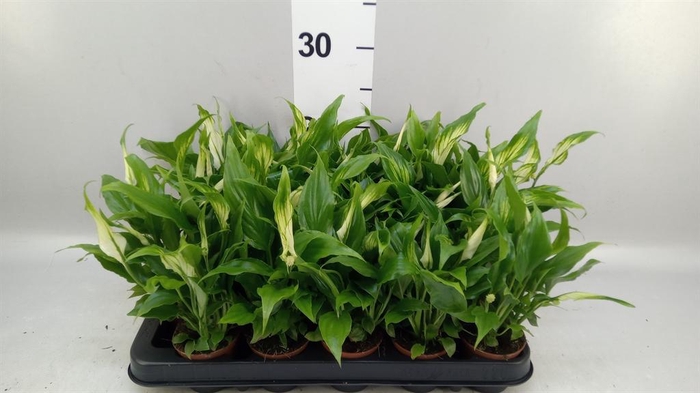 <h4>Spathiphyllum  'Chopin'</h4>