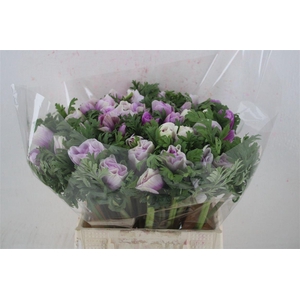 Anem Mistral Super White Lila