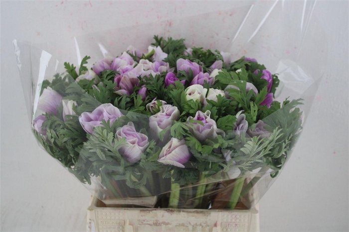 <h4>Anem Mistral Super White Lila</h4>