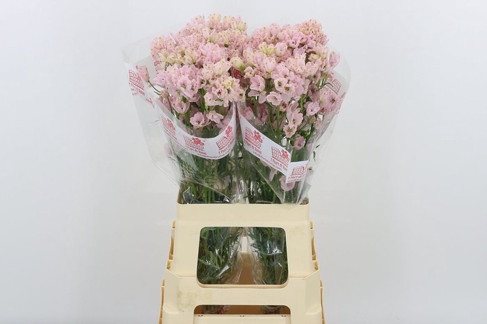 <h4>Delph En M Sug Pink</h4>
