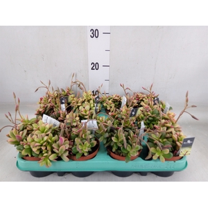 Succulents   ...